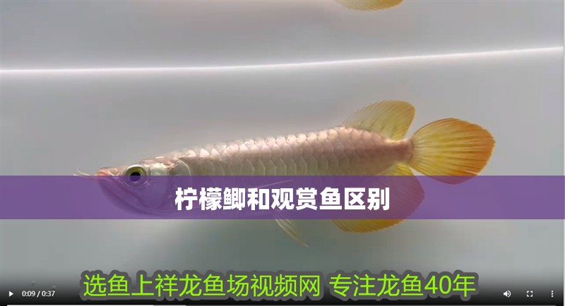 檸檬鯽和觀賞魚區別
