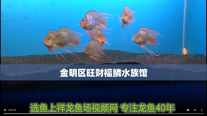 金明區旺財福鱗水族館