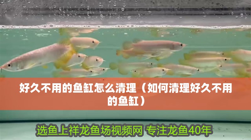 好久不用的魚缸怎么清理（如何清理好久不用的魚缸）
