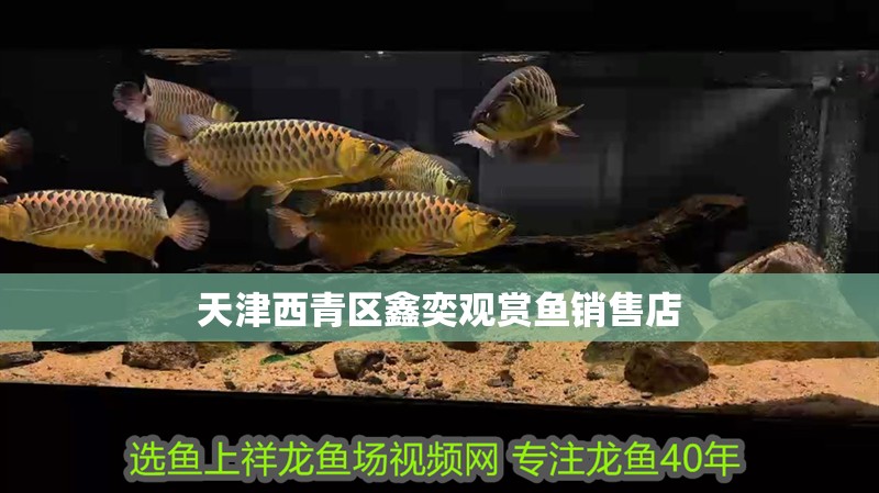 天津西青區(qū)鑫奕觀賞魚銷售店