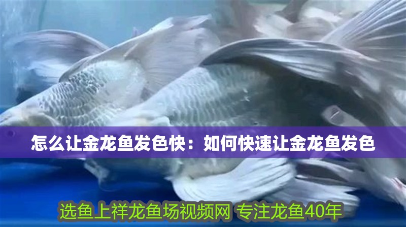 怎么讓金龍魚發(fā)色快：如何快速讓金龍魚發(fā)色