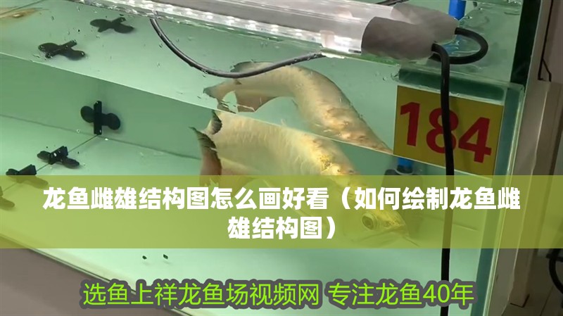 龍魚雌雄結構圖怎么畫好看（如何繪制龍魚雌雄結構圖）