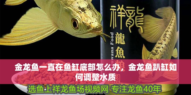 金龍魚一直在魚缸底部怎么辦，金龍魚趴缸如何調(diào)整水質(zhì)