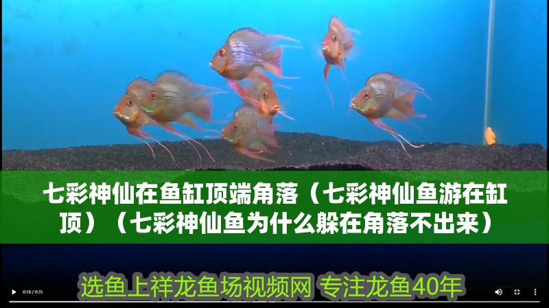 七彩神仙在魚缸頂端角落（七彩神仙魚游在缸頂）（七彩神仙魚為什么躲在角落不出來）