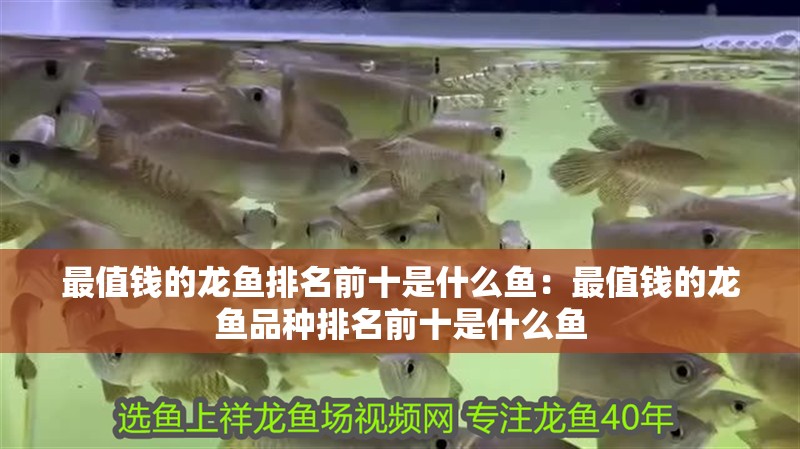 最值錢的龍魚排名前十是什么魚：最值錢的龍魚品種排名前十是什么魚