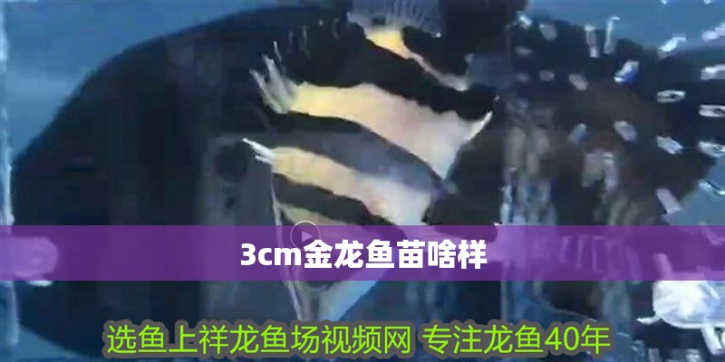3cm金龍魚苗啥樣