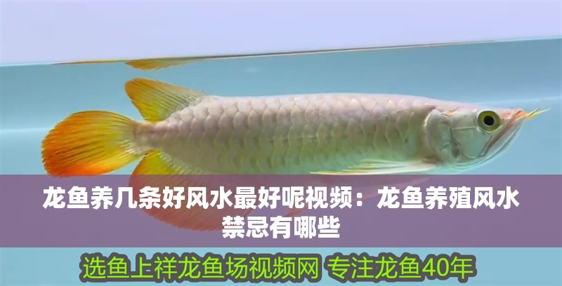 龍魚養幾條好風水最好呢視頻：龍魚養殖風水禁忌有哪些
