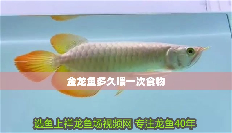 金龍魚多久喂一次食物
