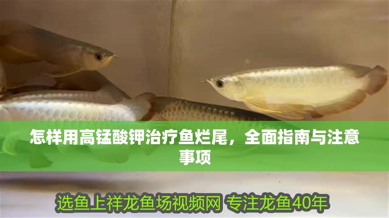 怎樣用高錳酸鉀治療魚爛尾，全面指南與注意事項