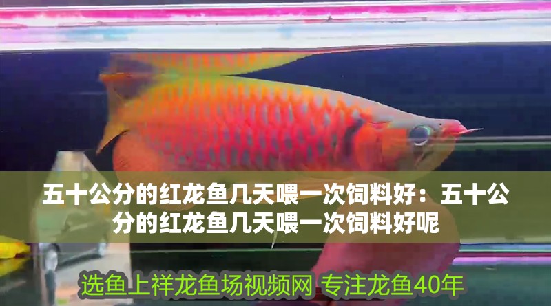 五十公分的紅龍魚幾天喂一次飼料好：五十公分的紅龍魚幾天喂一次飼料好呢