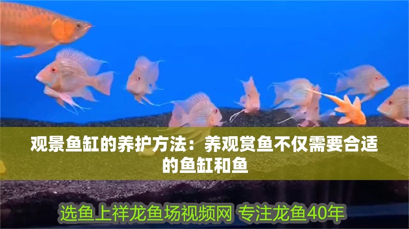 觀景魚缸的養(yǎng)護(hù)方法：養(yǎng)觀賞魚不僅需要合適的魚缸和魚