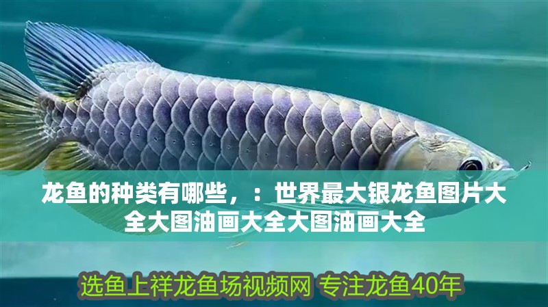 龍魚的種類有哪些，：世界最大銀龍魚圖片大全大圖油畫大全大圖油畫大全