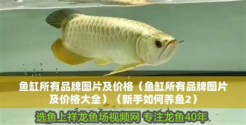 魚缸所有品牌圖片及價(jià)格（魚缸所有品牌圖片及價(jià)格大全）（新手如何養(yǎng)魚2）