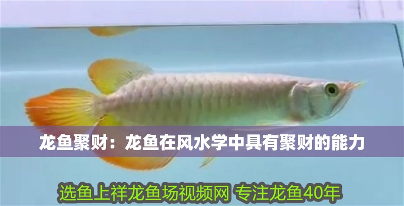 龍魚聚財：龍魚在風水學中具有聚財的能力