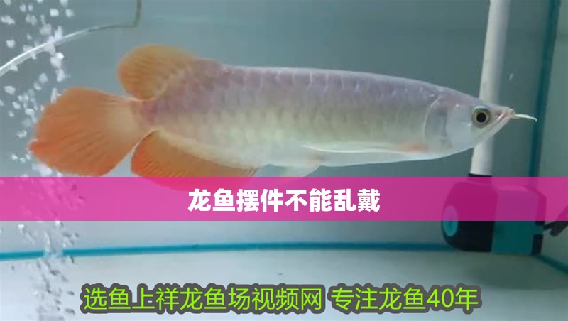 龍魚(yú)擺件不能亂戴