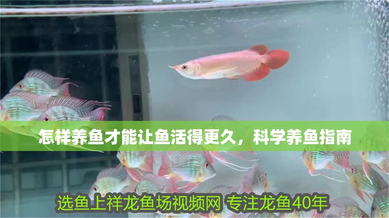 怎樣養魚才能讓魚活得更久，科學養魚指南