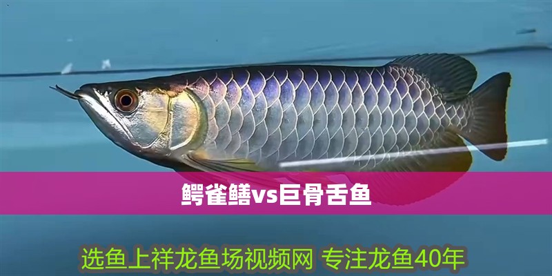 鱷雀鱔vs巨骨舌魚