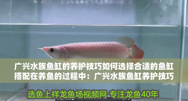 廣興水族魚缸的養護技巧如何選擇合適的魚缸搭配在養魚的過程中：廣興水族魚缸養護技巧了解如何正確養護魚缸的養護技巧
