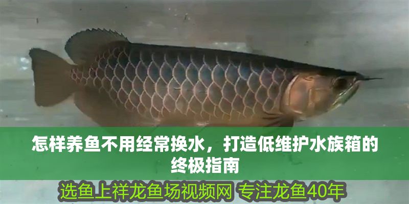 怎樣養魚不用經常換水，打造低維護水族箱的終極指南