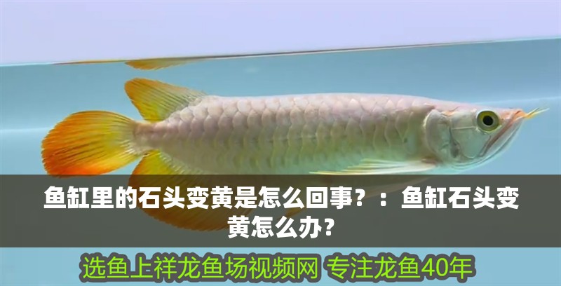魚缸里的石頭變黃是怎么回事？：魚缸石頭變黃怎么辦？