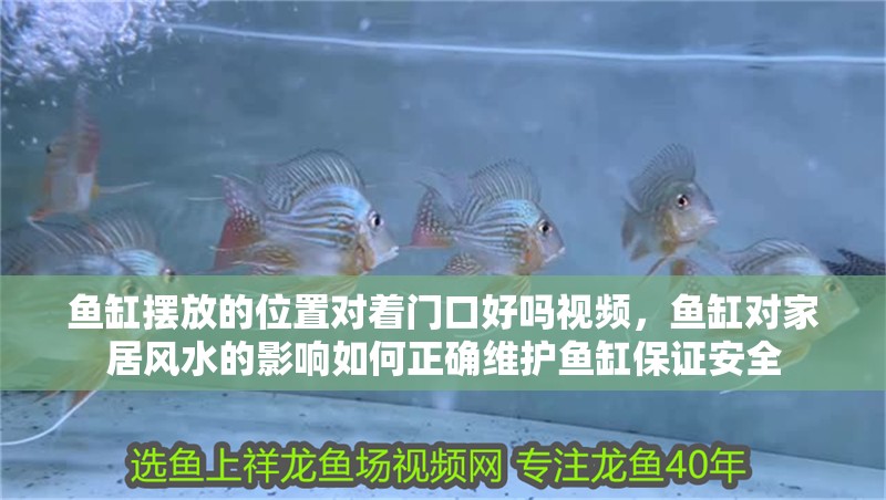 魚缸擺放的位置對著門口好嗎視頻，魚缸對家居風水的影響如何正確維護魚缸保證安全