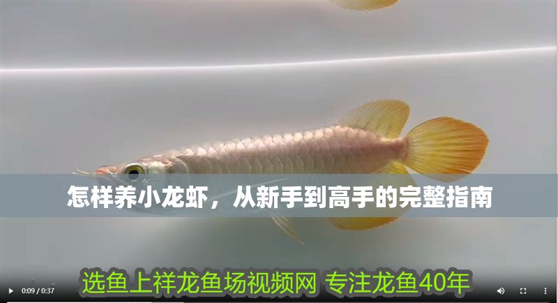 怎樣養小龍蝦，從新手到高手的完整指南 怎樣養小龍蝦，從新手到高手的完整指南 龍魚百科 第1張