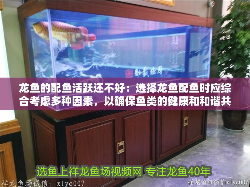 龍魚的配魚活躍還不好：選擇龍魚配魚時應綜合考慮多種因素，以確保魚類的健康和和諧共處