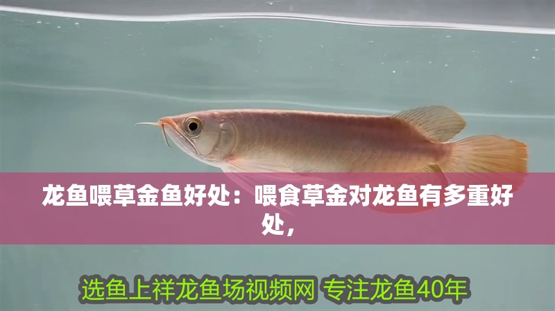 龍魚喂草金魚好處：喂食草金對(duì)龍魚有多重好處，