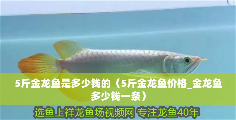 5斤金龍魚是多少錢的（5斤金龍魚價格_金龍魚多少錢一條）