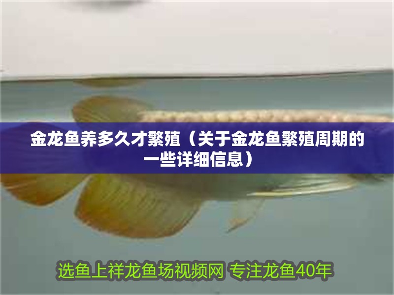 金龍魚養多久才繁殖（關于金龍魚繁殖周期的一些詳細信息）