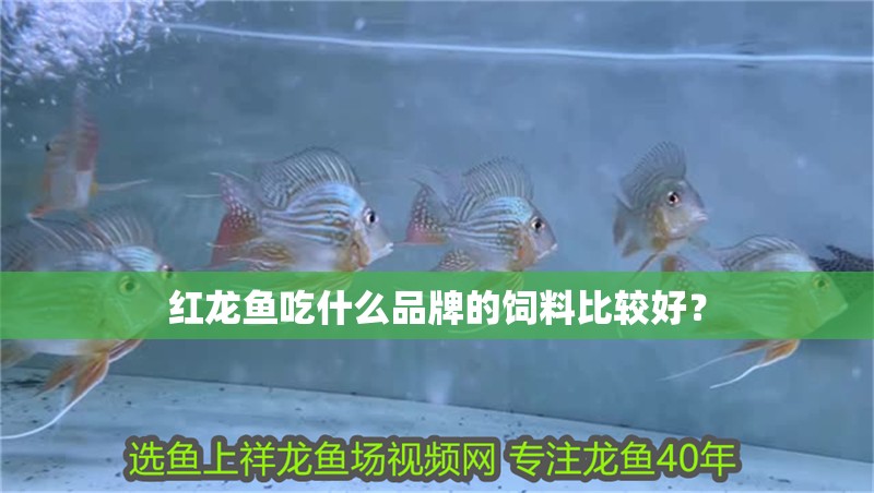 紅龍魚吃什么品牌的飼料比較好？ 紅龍魚吃什么品牌的飼料比較好？ 龍魚百科