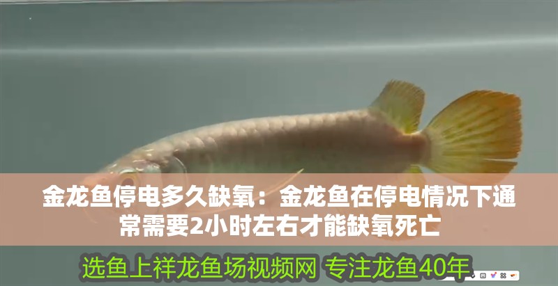 金龍魚停電多久缺氧：金龍魚在停電情況下通常需要2小時左右才能缺氧死亡