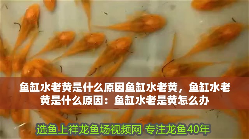 魚缸水老黃是什么原因魚缸水老黃，魚缸水老黃是什么原因：魚缸水老是黃怎么辦