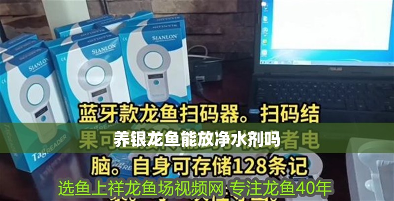 養銀龍魚能放凈水劑嗎