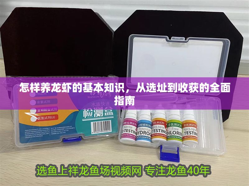 怎樣養龍蝦的基本知識，從選址到收獲的全面指南