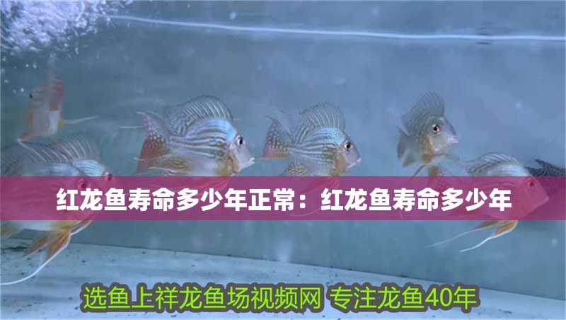 紅龍魚壽命多少年正常：紅龍魚壽命多少年