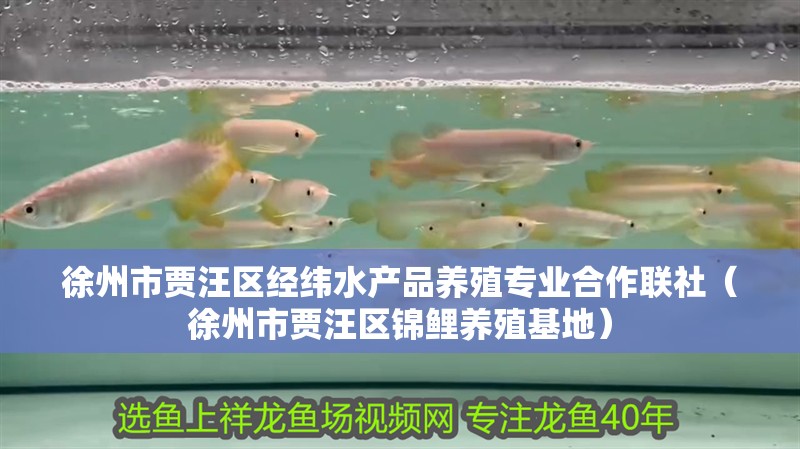 徐州市賈汪區經緯水產品養殖專業合作聯社（徐州市賈汪區錦鯉養殖基地）