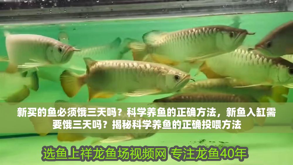 新買的魚必須餓三天嗎？科學養魚的正確方法，新魚入缸需要餓三天嗎？揭秘科學養魚的正確投喂方法