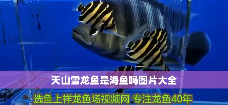 <strong><mark>天山</mark></strong>雪龍魚是海魚嗎圖片大全