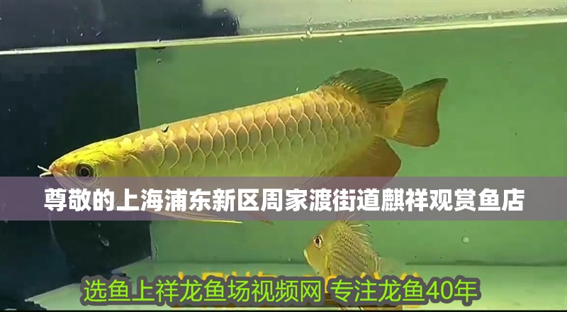 尊敬的上海浦東新區周家渡街道麒祥觀賞魚店