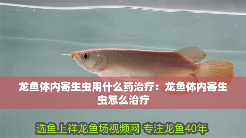 龍魚體內寄生蟲用什么藥治療：龍魚體內寄生蟲怎么治療 龍魚體內寄生蟲用什么藥治療：龍魚體內寄生蟲怎么治療 龍魚百科