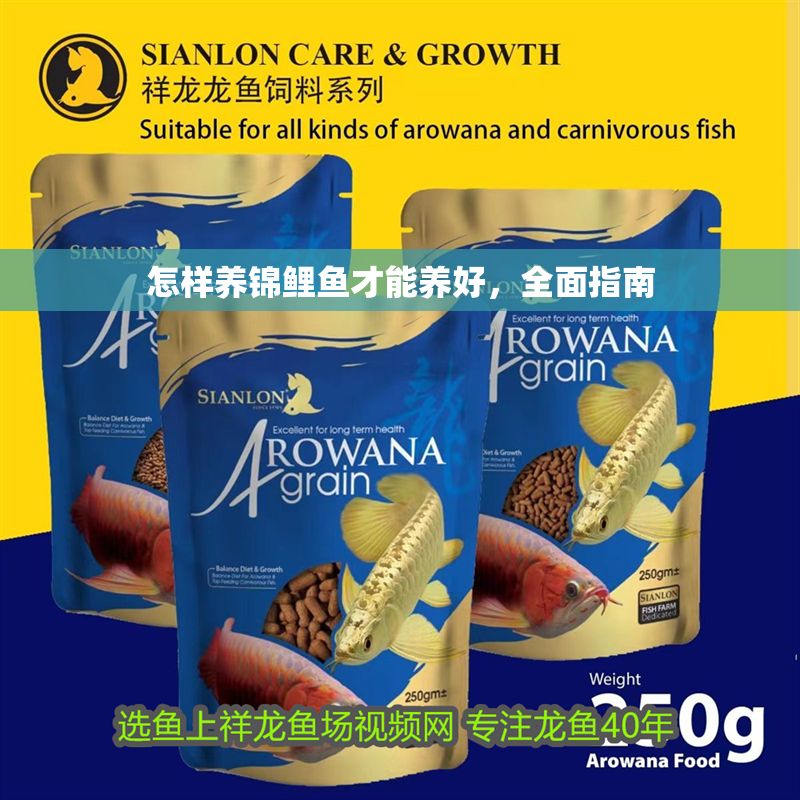 怎樣養錦鯉魚才能養好，全面指南