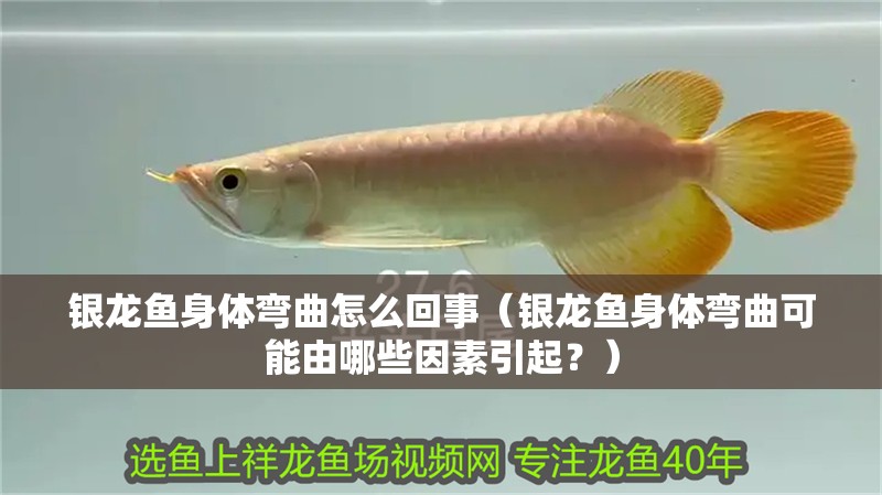 銀龍魚身體彎曲怎么回事（銀龍魚身體彎曲可能由哪些因素引起？）