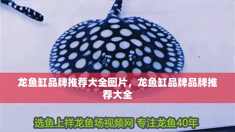 龍魚缸品牌推薦大全圖片，龍魚缸品牌品牌推薦大全