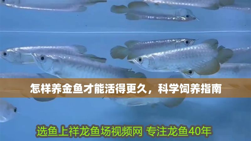 怎樣養金魚才能活得更久，科學飼養指南