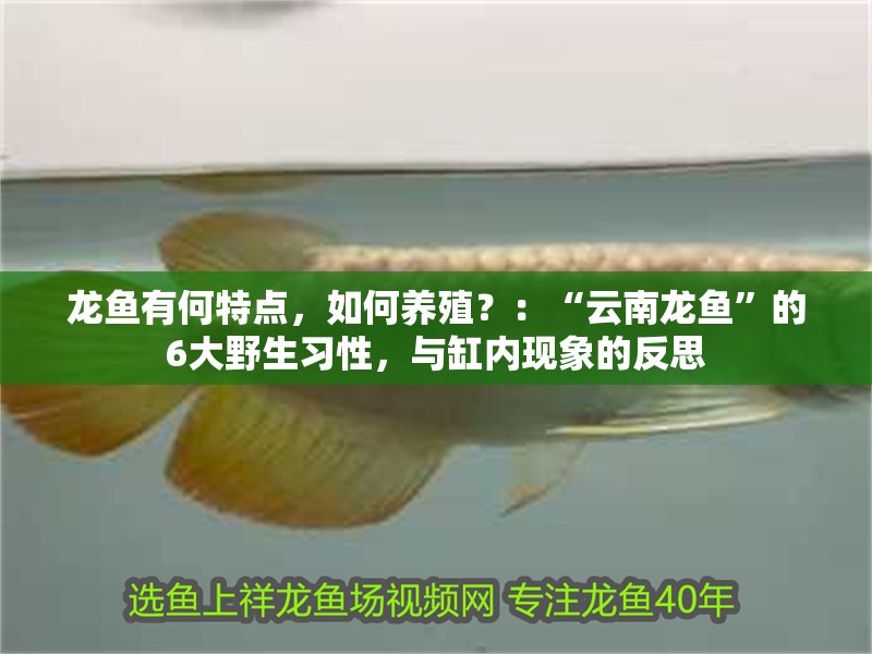 龍魚有何特點，如何養殖？：“云南龍魚”的6大野生習性，與缸內現象的反思