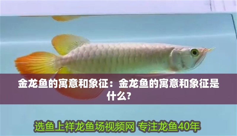 金龍魚的寓意和象征：金龍魚的寓意和象征是什么?