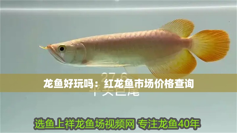 龍魚好玩嗎：紅龍魚市場價格查詢