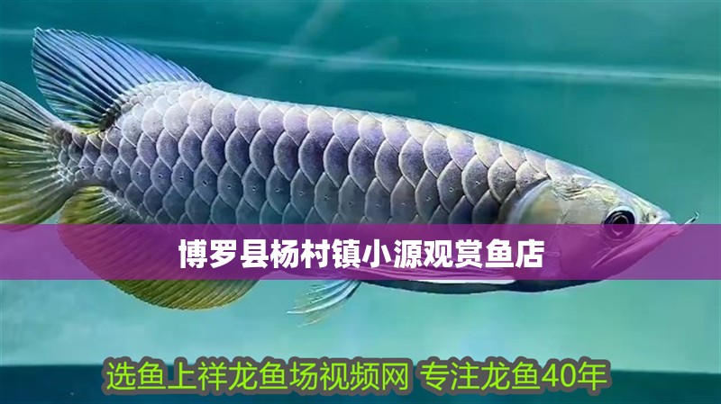 博羅縣楊村鎮(zhèn)小源觀賞魚店