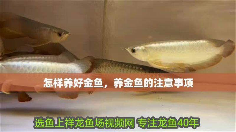 怎樣養好金魚，養金魚的注意事項
